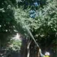 باغبانی و درختکاری، هرس کردن تیلر زدن کودوگل