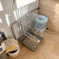 عروس هلندی مولد|پرنده|دماوند, گیلاوند|دیوار