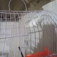 کوتوله ماده