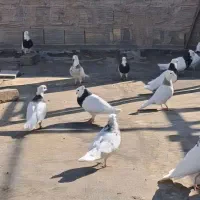 طوقی|پرنده|پیر بکران, |دیوار