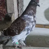 ۲۰ عدد جوجه پرشی بام ندیدی به فروش می رسد.|پرنده|کیاشهر, |دیوار