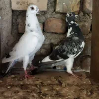 کبوتر آلمانی جوانه