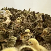 جوجه بلدرچین ژاپنی