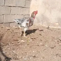 خروس لاری