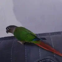 طوطی گرینجیک ۴ ماه  کاملا اهلی