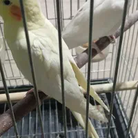 فروش دوتا عروس