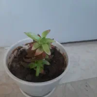 همه گل ها سرحال وشاد هستند|گل و گیاه طبیعی|آبیک, |دیوار