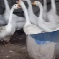 دو عدد قوغاز چینی .نر معاوضه چناران|حیوانات مزرعه|مشهد, توس (بلوار توس)|دیوار