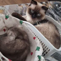 گربه شاه توله بریتیش همراه مادرش اسکاتیش