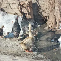 غاز قو وساده ۱۷۰۰|حیوانات مزرعه|اردبیل, |دیوار