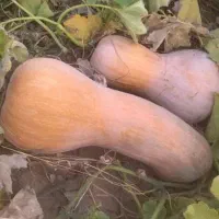 کدو حلوایی)بورانی،کولکه(