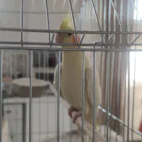 عروس هلندی|پرنده|اصفهان, روشن‌دشت|دیوار