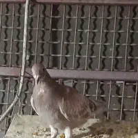 جوجه یاهو ازم رفته