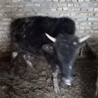 گوساله جنگلی چاق خمیری|حیوانات مزرعه|کالپوش, |دیوار