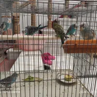 مرغ عشق|پرنده|اصفهان, کشاورزی|دیوار