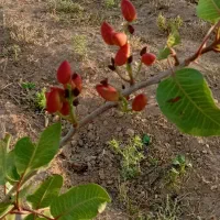 باغ یامزرعه بزرگ