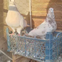 کبوتر خوش خال