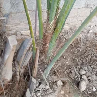 پاجوش نخل|گل و گیاه طبیعی|خورموج, |دیوار