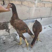 جوجه لاری اصیل