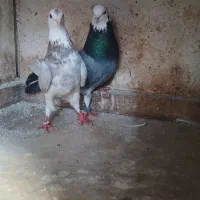 کبوتر|پرنده|رشت, سیا اسطلخ|دیوار