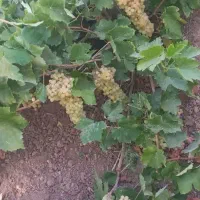 باغ سه هکتاری   نصف باغ انگور و نصف باغ میوه|فروش زمین و ملک کلنگی|باروق, |دیوار