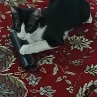 گمشده|گربه|قم, سالاریه|دیوار