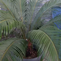 فروش گل سیکاس در رودسر گیلان|گل و گیاه طبیعی|رودسر, |دیوار