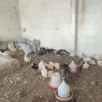 مرغ خروس اردک غاز...