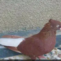 کفتر