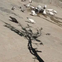 کبوتر پرشی