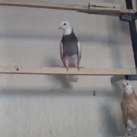 ۶جفت  جوجه شازده هما