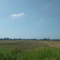 زمین کشاورزی برنج کاری ۳۰۰۰ متر در روستای  دستک
