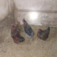 مرغ خروس|حیوانات مزرعه|قم, امامزاده ابراهیم|دیوار