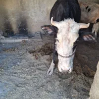 فروش دو راس گوساله