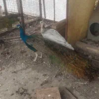 ۴ تا  طاووس نر هندی|پرنده|کهریزک, |دیوار