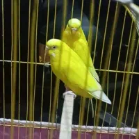 یک جفت مرغ عشق مولد با 4 عدد جوجه