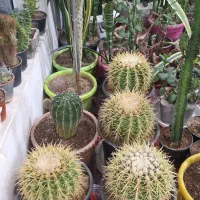 کاکتوس اچینو تیغ زرد سطل ۳