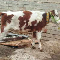 گوساله ماده سیمینتال ترکمن اصل مادرش ۴۰کیلو شیر