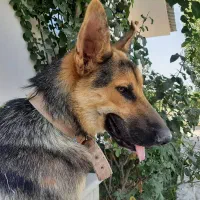 سگ ژرمن گمشده