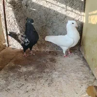 پرنده|پرنده|برازجان, |دیوار