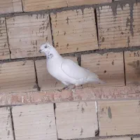 صرب سرخ وتهرونی بازی کن|پرنده|شیراز, شهرک مهرگان|دیوار