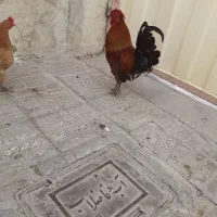 خروس
