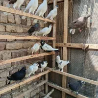 کفتر رنگی|پرنده|قم, بقیع|دیوار