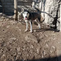 سگ هاسکی|سگ|زهک, |دیوار