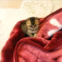 چین چیلا گلد دبل فولد|گربه|تهران, صادقیه|دیوار