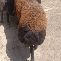 4راس گوسفند درجه یک همو
