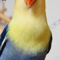 طوطی برزیلی