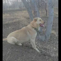 توله ۱۵ماهه