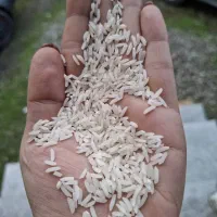 برنج هاشمی اعلا درجه یک|خوردنی و آشامیدنی|تالش, هشتپر|دیوار