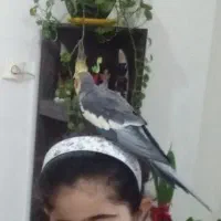 عروس هلندی فرار کرده